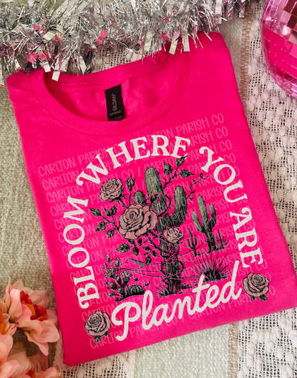 Bloom Where You’re Planted